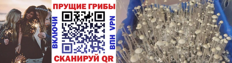 Галлюциногенные грибы Psilocybe  Черемхово 